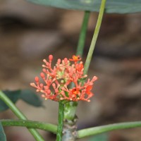 Jatropha podagrica Hook.